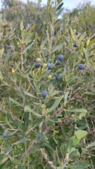 Olea exasperata