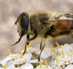Eristalis tenax