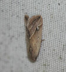 Micrathetis tecnion