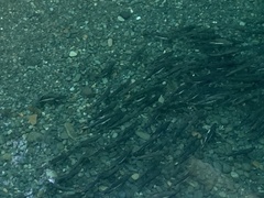 Oncorhynchus gorbuscha