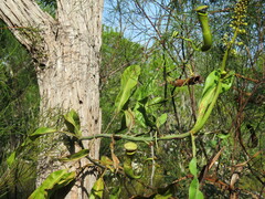 Nepenthes mirabilis