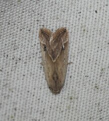 Micrathetis tecnion