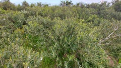 Olea exasperata
