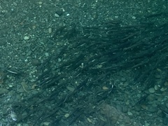 Oncorhynchus gorbuscha