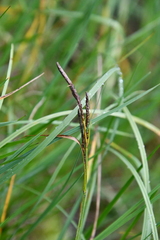 Carex nigra juncea