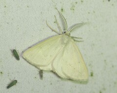 Lychnosea intermicata