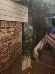 Prochoerodes lineola