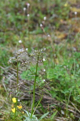 Valeriana capitata