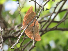 Archaeoprepona demophon centralis