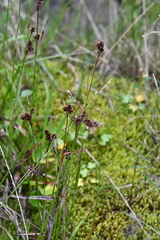 Luzula multiflora sibirica
