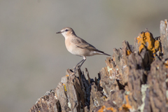 Oenanthe isabellina