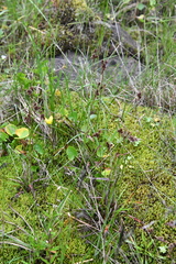 Luzula multiflora sibirica