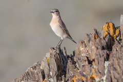 Oenanthe isabellina
