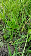 Epilobium billardiereanum