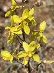 Cyanella lutea