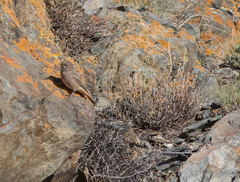 Phoenicurus ochruros phoenicuroides