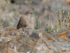 Phoenicurus ochruros phoenicuroides