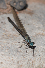 Argia lugens