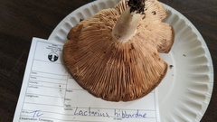 Lactarius hibbardiae