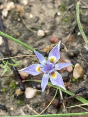 Moraea setifolia
