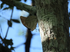 Archaeoprepona demophon centralis
