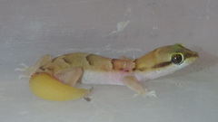 Microgecko
