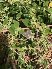 Theclinesthes serpentata