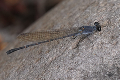 Argia lugens