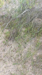 Willdenowia incurvata