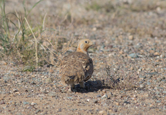 Syrrhaptes paradoxus