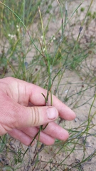 Willdenowia incurvata