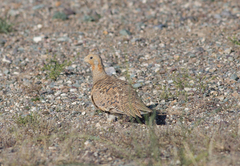 Syrrhaptes paradoxus