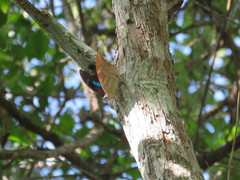 Archaeoprepona demophon centralis