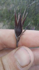 Willdenowia incurvata