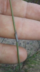 Willdenowia incurvata