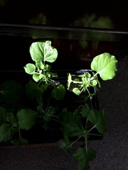 Nicotiana benthamiana