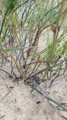 Willdenowia incurvata