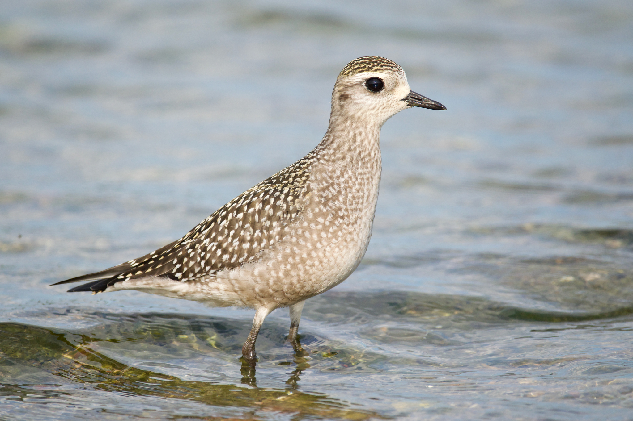 American Golden Plover (Pluvialis dominica)