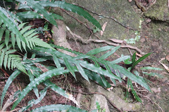 Blechnum patersonii