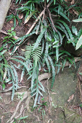 Blechnum patersonii