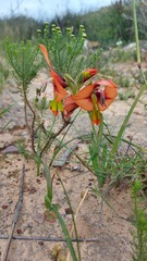 Gladiolus alatus