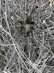 Aphonopelma