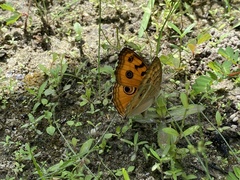 Junonia almana
