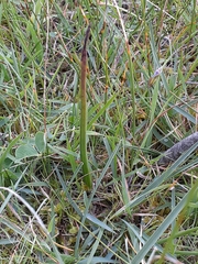 Burchardia umbellata