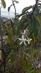 Ancylobothrys capensis