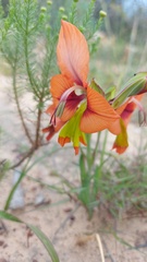 Gladiolus alatus