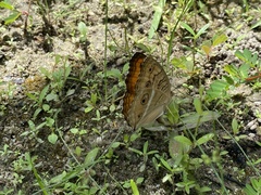 Junonia almana