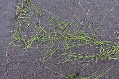 Equisetum variegatum