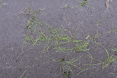 Equisetum variegatum