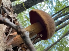 Boletus subvelutipes